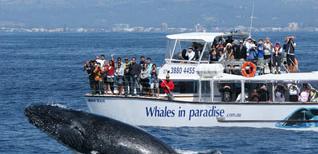 gc30whale-list Thumbnail